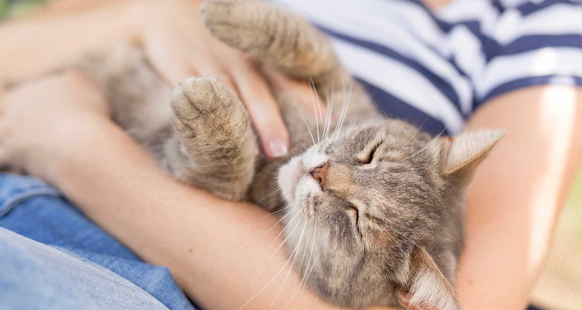 How to keep your indoor cat happy